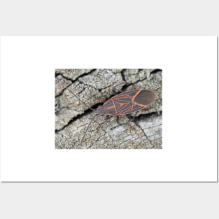 Western boxelder bug Posters and Art